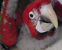 green-wing-macaw-for-sale-in-marion-sc