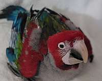 baby-bird-for-sale-in-marion-sc