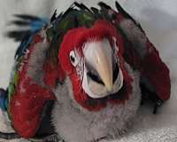 macaw-for-sale-in-marion-sc