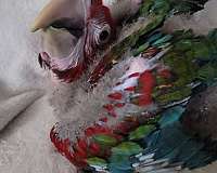 green-wing-macaw-for-sale