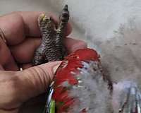 bird-for-sale-in-marion-sc
