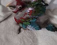 baby-green-wing-macaw-for-sale