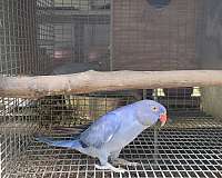 parrot-for-sale-in-marion-sc
