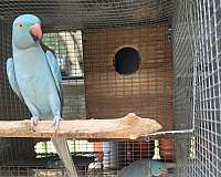 parrot-for-sale