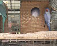 bird-for-sale-in-marion-sc