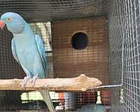 young-bird