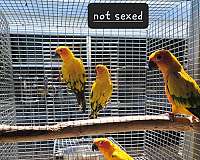 sun-conure-for-sale-in-marion-sc