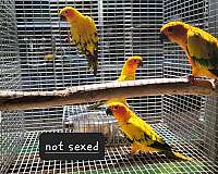 sun-conure-for-sale