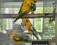bird-for-sale-in-marion-sc