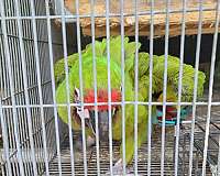 tame-bird-for-sale-in-marion-sc