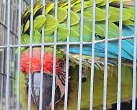 macaw-for-sale