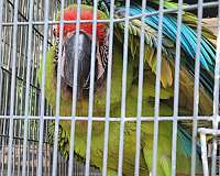 macaw-for-sale-in-marion-sc