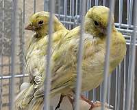 canary-for-sale