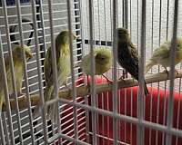 canary-for-sale-in-duluth-mn