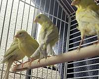 bird-for-sale-in-duluth-mn