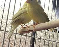 young-bird