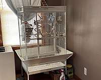 green-white-conure-green-cheek-conure-for-sale