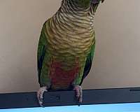 green-white-bird-for-sale-in-kentucky
