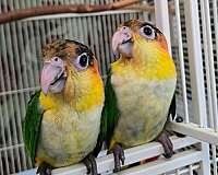 rescue-bird-for-sale-in-richmond-va