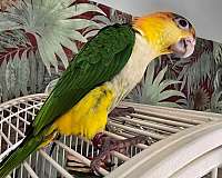 white-bellied-caique-for-sale