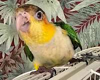 white-bellied-caique-for-sale-in-richmond-va