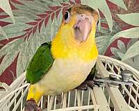 small-bird-for-sale