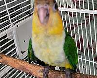 small-white-bellied-caique-for-sale