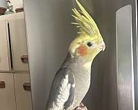 cockatiel-for-sale