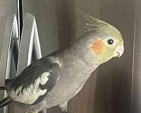 cockatiel-for-sale-in-medford-ma