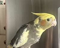 bird-for-sale-in-medford-ma