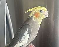 baby-bird