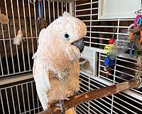 bird-for-sale-in-clinton-mo