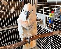moluccan-cockatoo-for-sale-in-clinton-mo