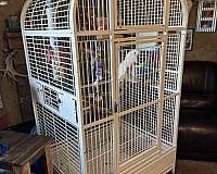 large-bird-for-sale-in-clinton-mo