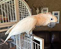 noisy-rescue-bird-for-sale