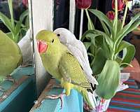ringneck-parakeet-for-sale