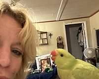 green-ringneck-parakeet-for-sale