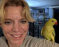 ringneck-parakeet-for-sale-in-port-charlotte-fl