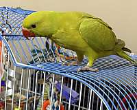 green-bird-for-sale