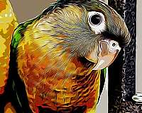 cherry-bird-for-sale-in-ocala-fl