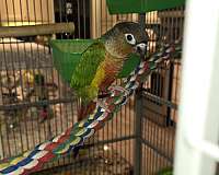 pineapple-bird-for-sale-in-ocala-fl