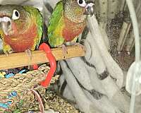 exotic-bird-for-sale-in-ocala-fl