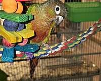 fancy-bird-for-sale-in-ocala-fl