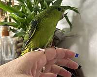 bird-for-sale-in-layton-ut