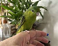lineolated-parakeet-for-sale-in-layton-ut