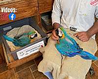 blue-gold-macaw-for-sale