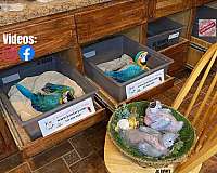 blue-yellow-blue-gold-macaw-for-sale