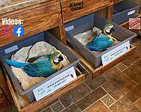 blue-gold-macaw-for-sale-in-austin-tx