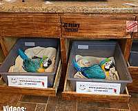 blue-yellow-bird-for-sale