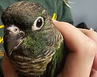 bird-parrot-for-sale-in-buffalo-mn